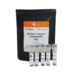 Intense Collage Loading Buffer (6x)